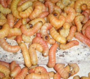 wax worms for bearded dragons