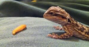 can bearded dragons eat wax worms