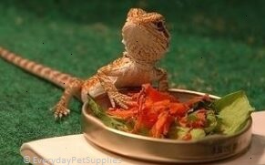 can bearded dragons have carrots