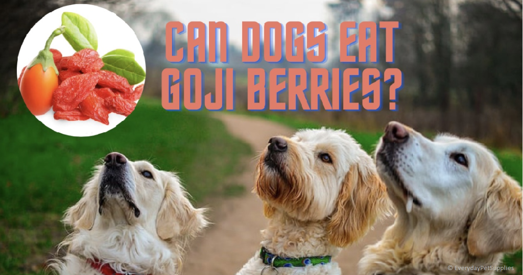 goji berries for dogs