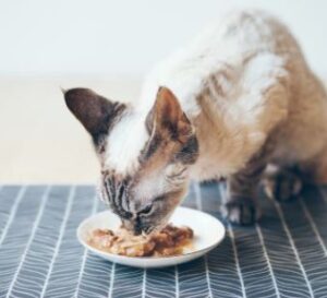 tiki cat food review