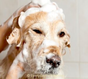 well and good dog shampoo