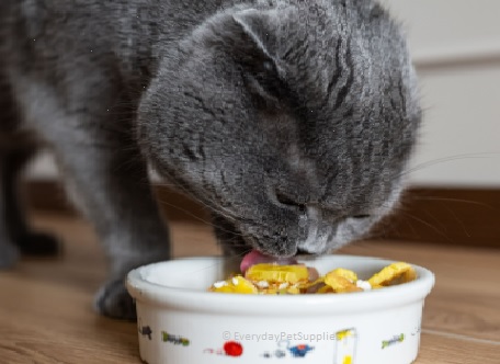 weruva cat food review